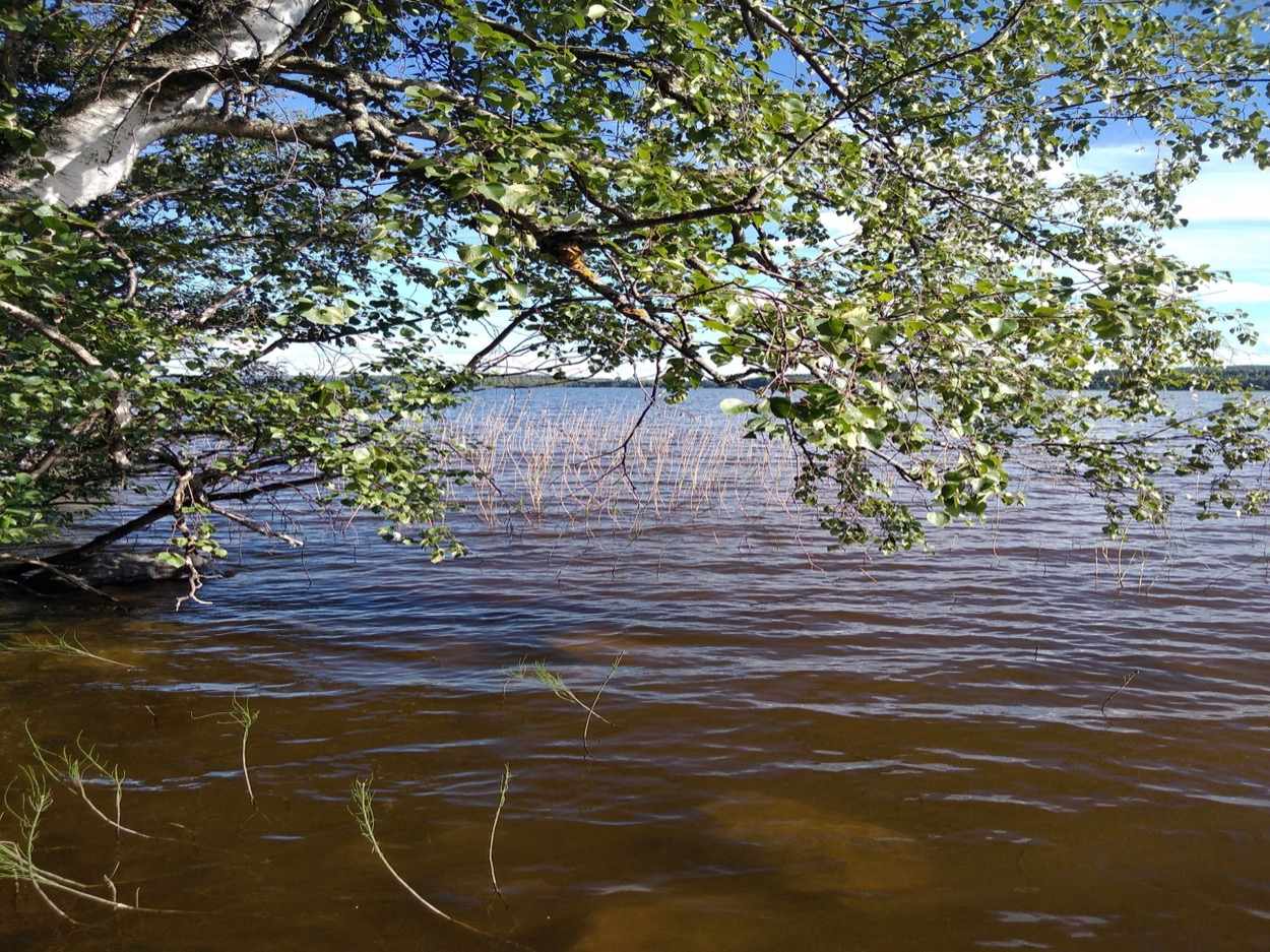 Koivupuita järven rannalla